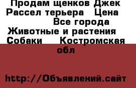 Продам щенков Джек Рассел терьера › Цена ­ 25 000 - Все города Животные и растения » Собаки   . Костромская обл.